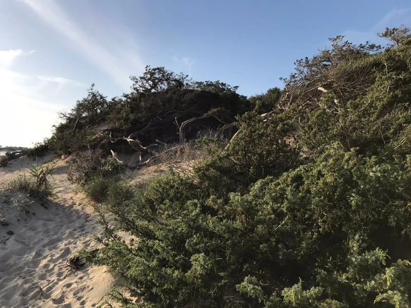 Salentissimo.it: Spiaggia libera delle Dune - Porto Cesareo, Salento pludmales