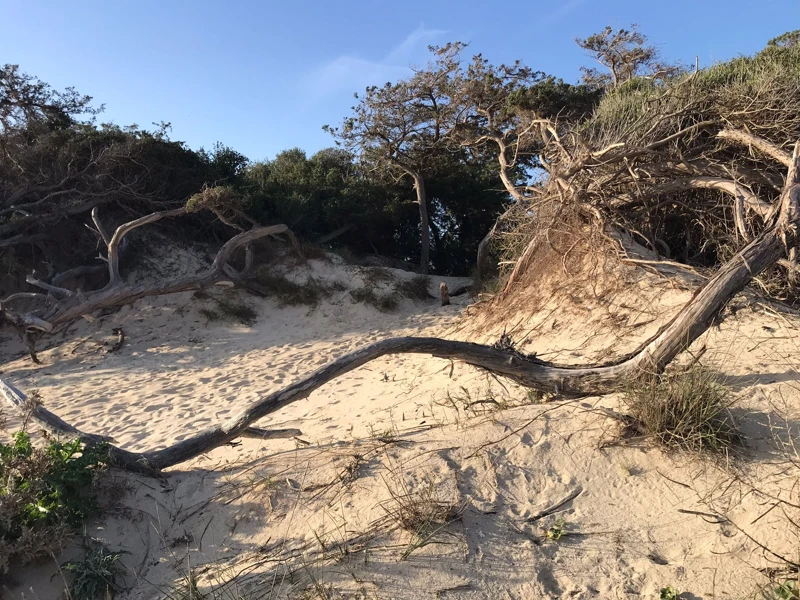 Salentissimo.it: Spiaggia libera delle Dune - Porto Cesareo, Salento pludmales