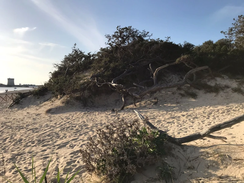 Salentissimo.it: Spiaggia libera delle Dune - Porto Cesareo, Salento pludmales