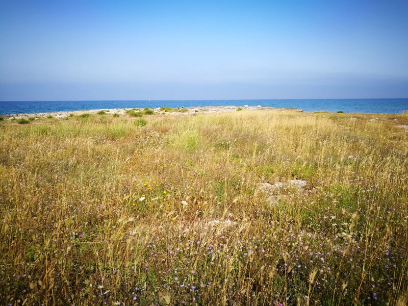 Salentissimo.it: Torre di Sant Isidoro - Sant Isidoro - Nardò, spiagge del Salento